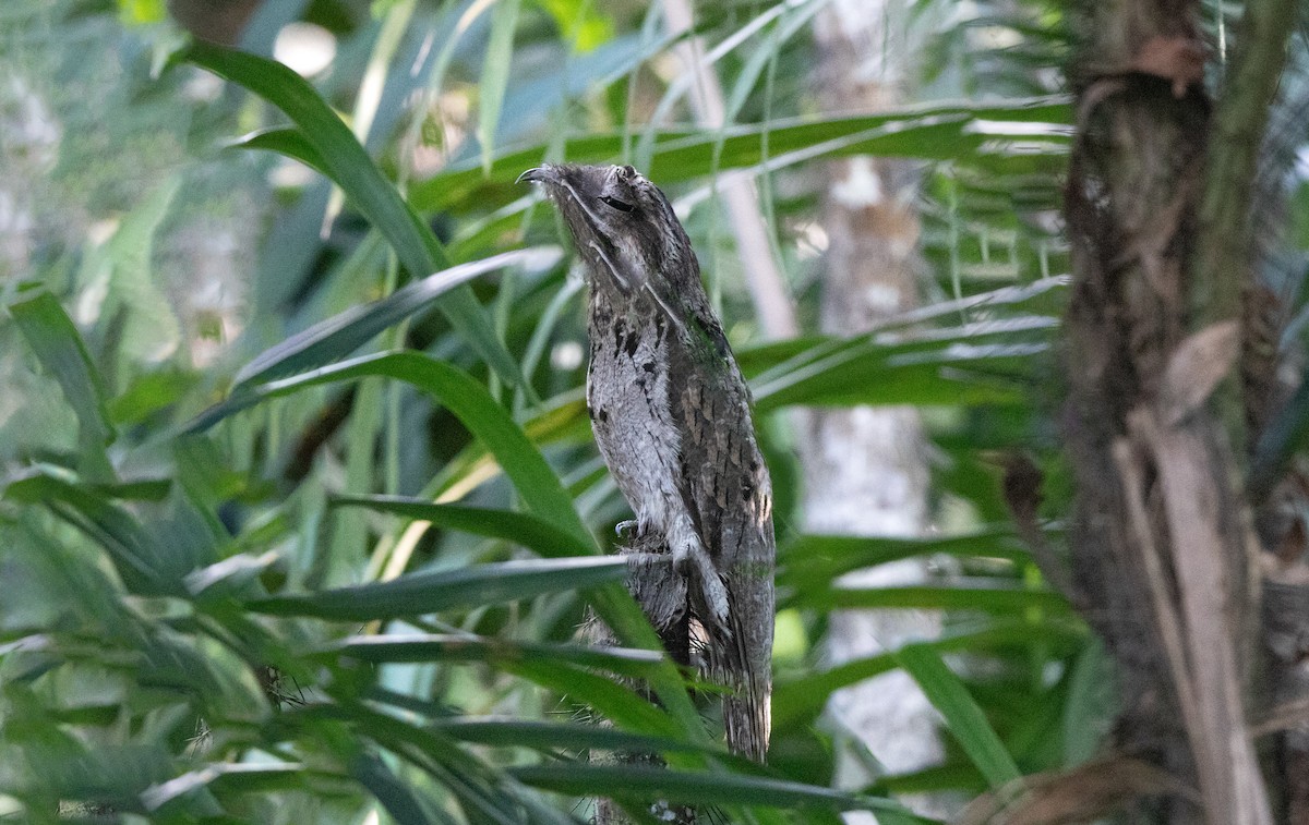 Common Potoo - ML645895480