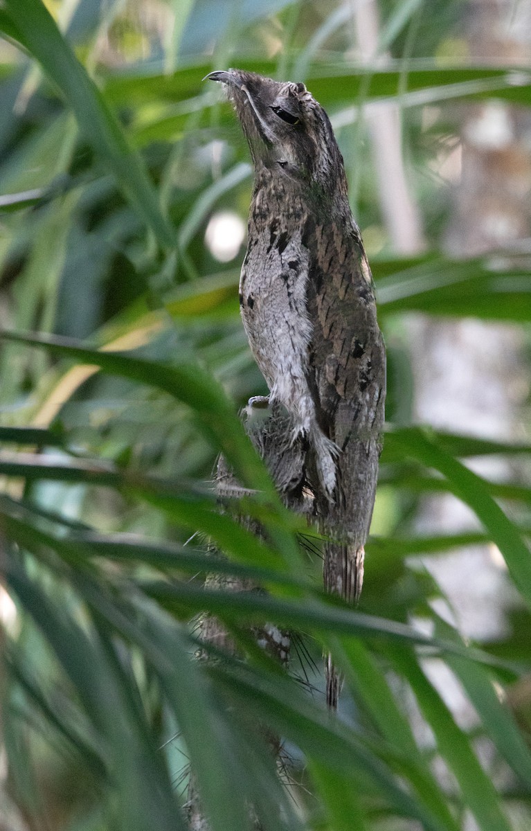 Common Potoo - ML645895481