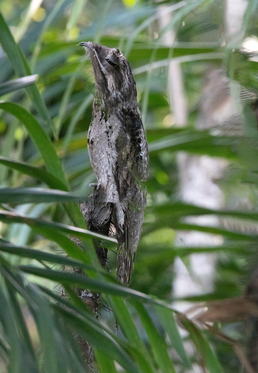 Common Potoo - ML645895482