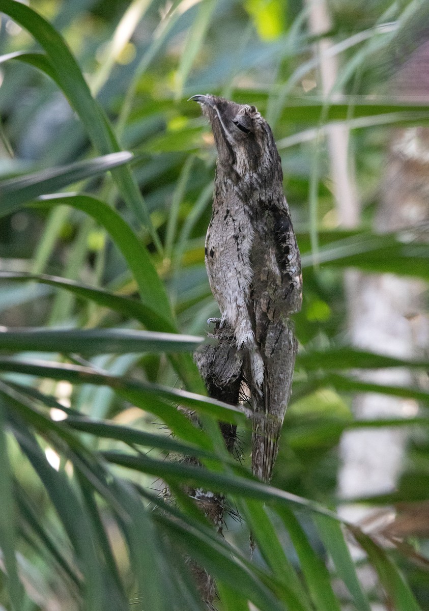 Common Potoo - ML645895483