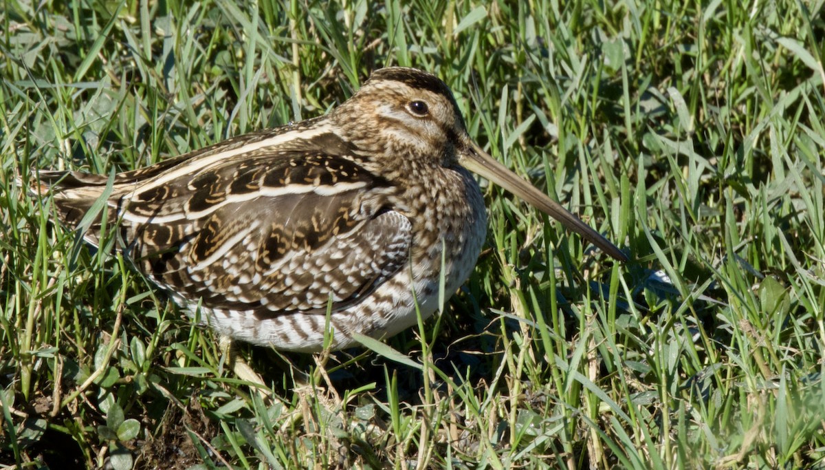 Wilson's Snipe - ML645895485