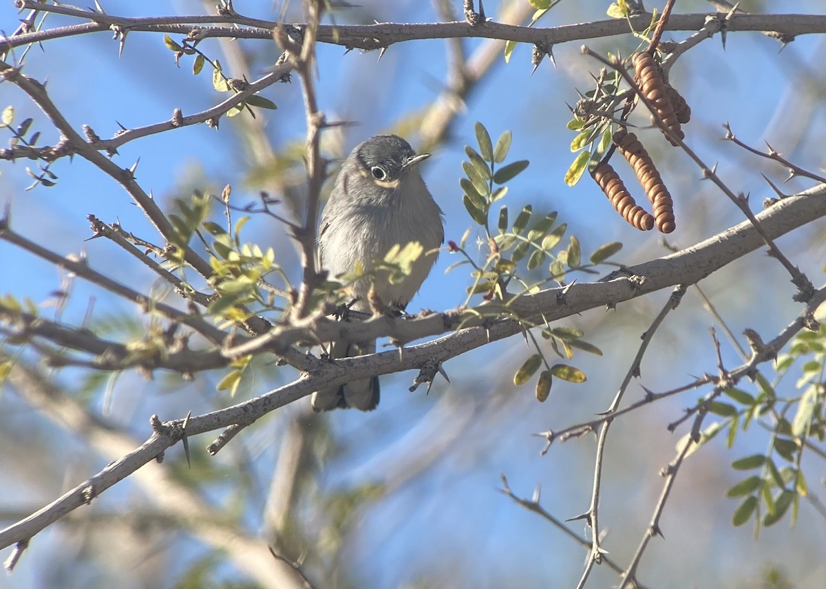 Blue-gray Gnatcatcher - ML645895486