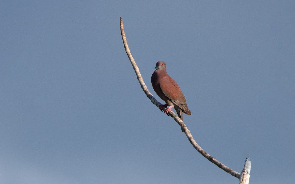 Paloma Colorada - ML645895495