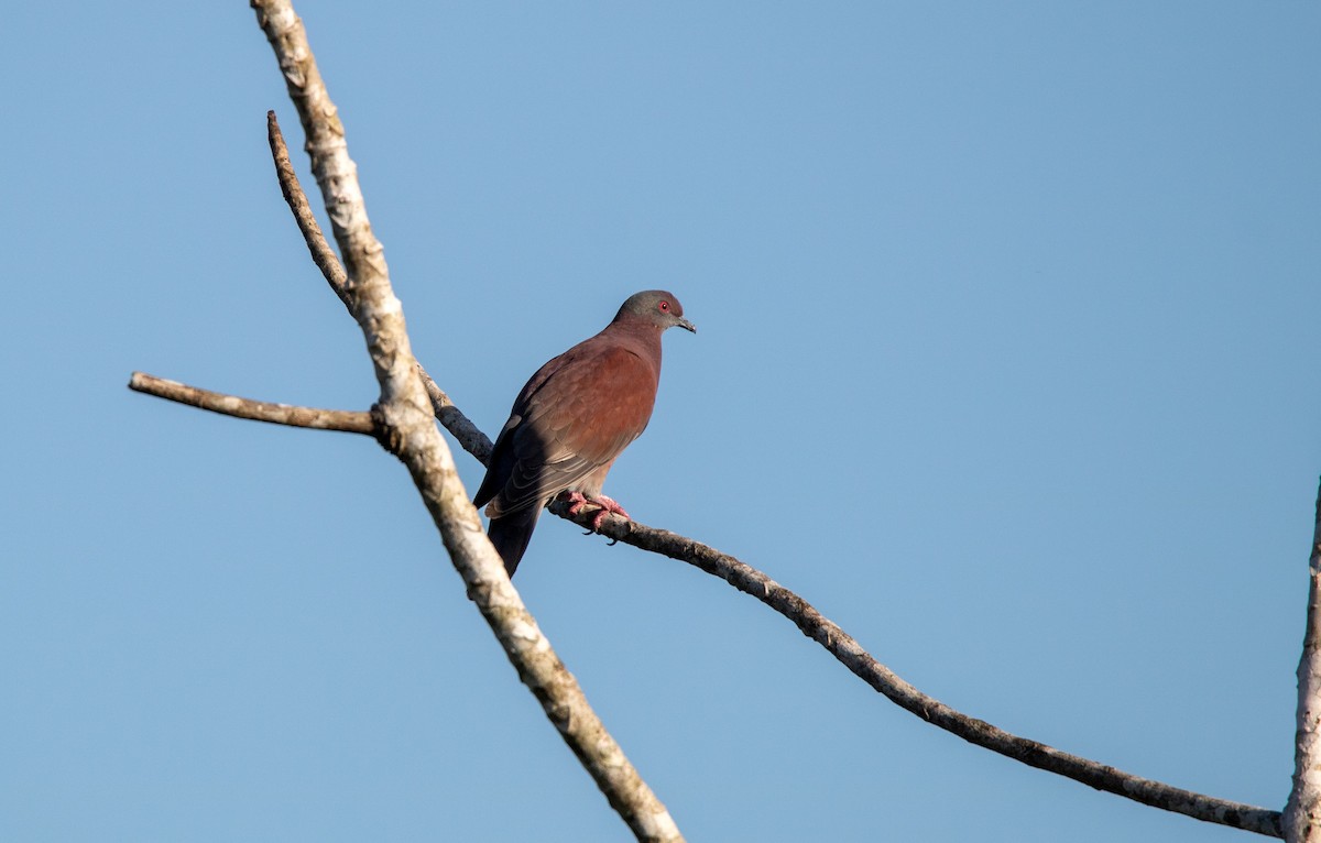 Paloma Colorada - ML645895496