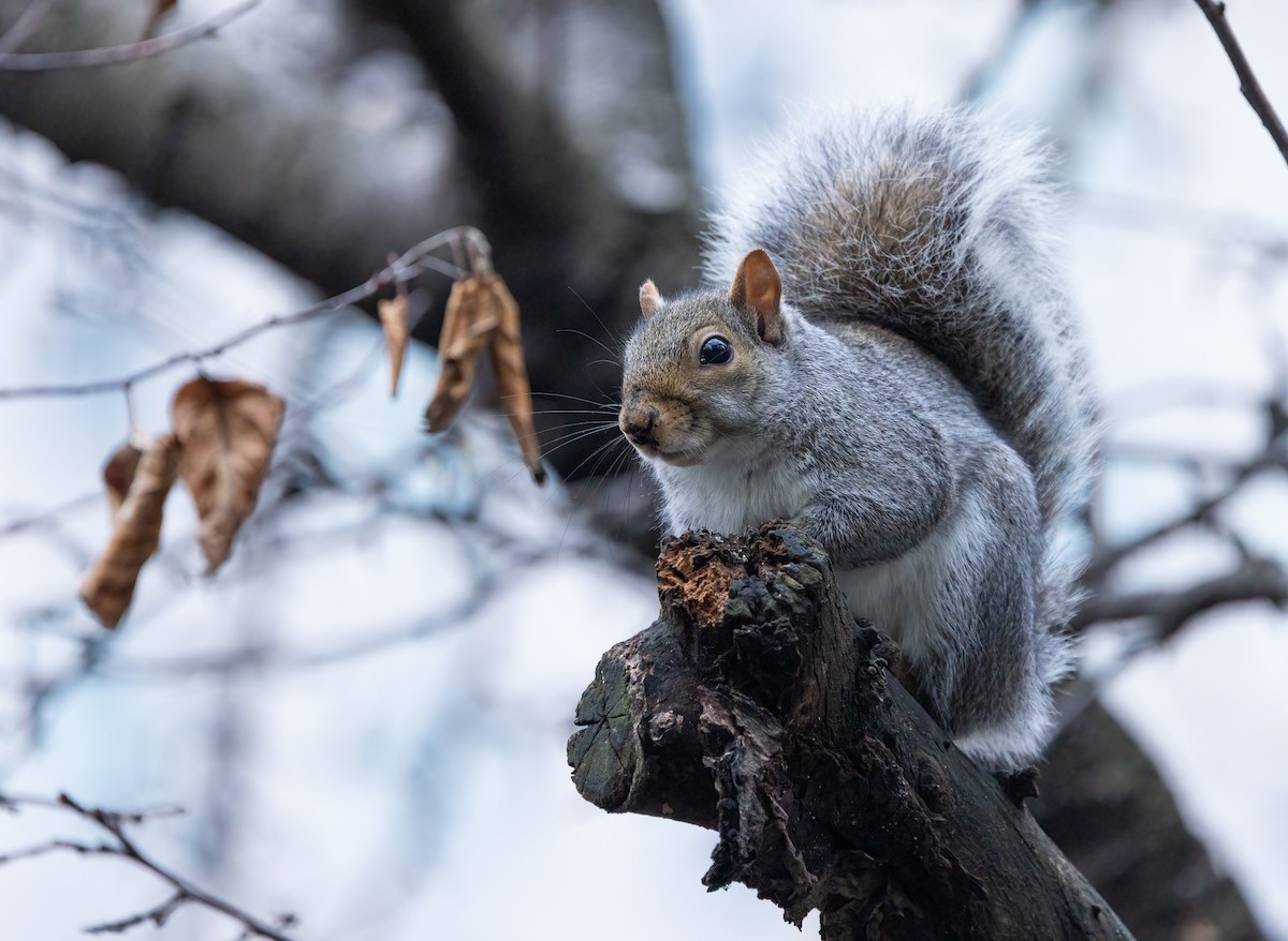 Eastern Gray Squirrel - ML645895498