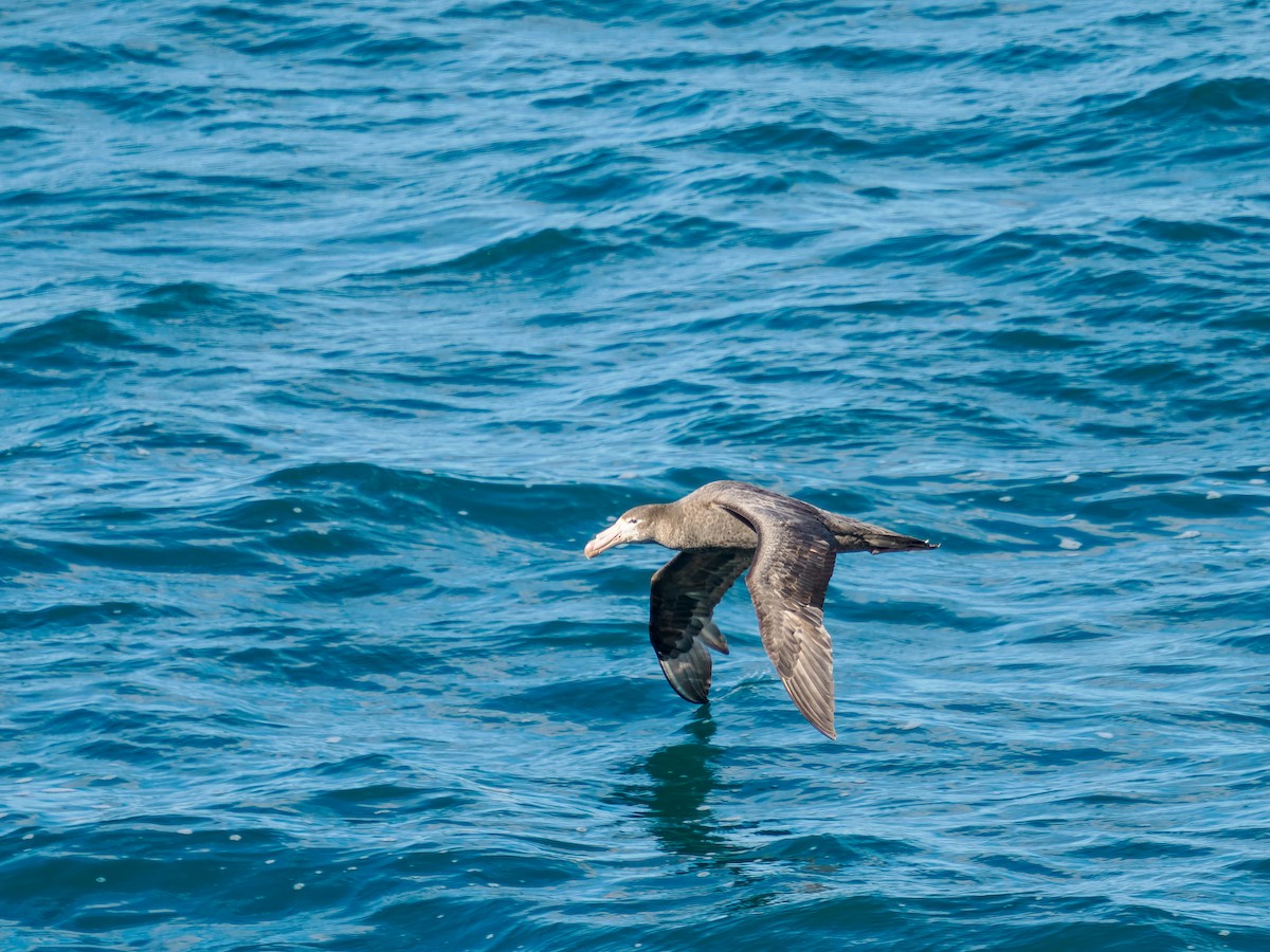 Kuzey Dev Fırtınakuşu - ML645895500