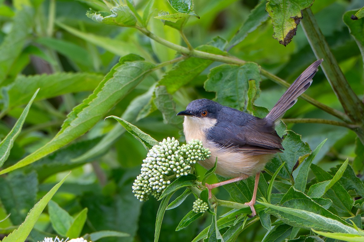 Ashy Prinia - ML645895501