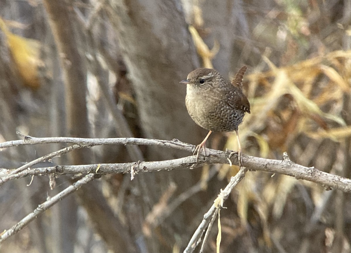 Winter Wren - ML645895505