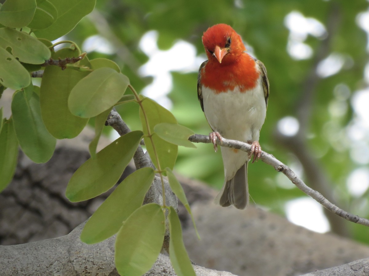 Anaplecte écarlate - ML645895516