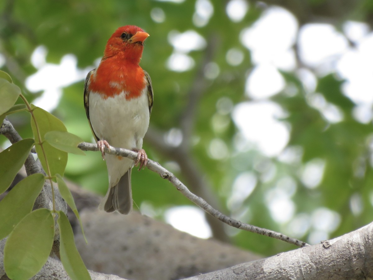 Anaplecte écarlate - ML645895517