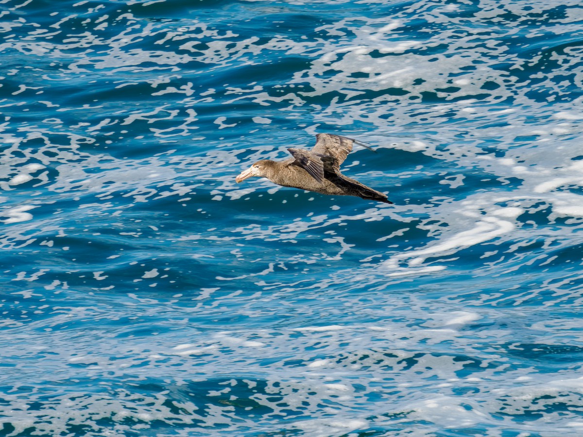 Kuzey Dev Fırtınakuşu - ML645895518