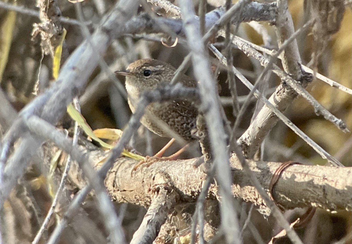 Winter Wren - ML645895520