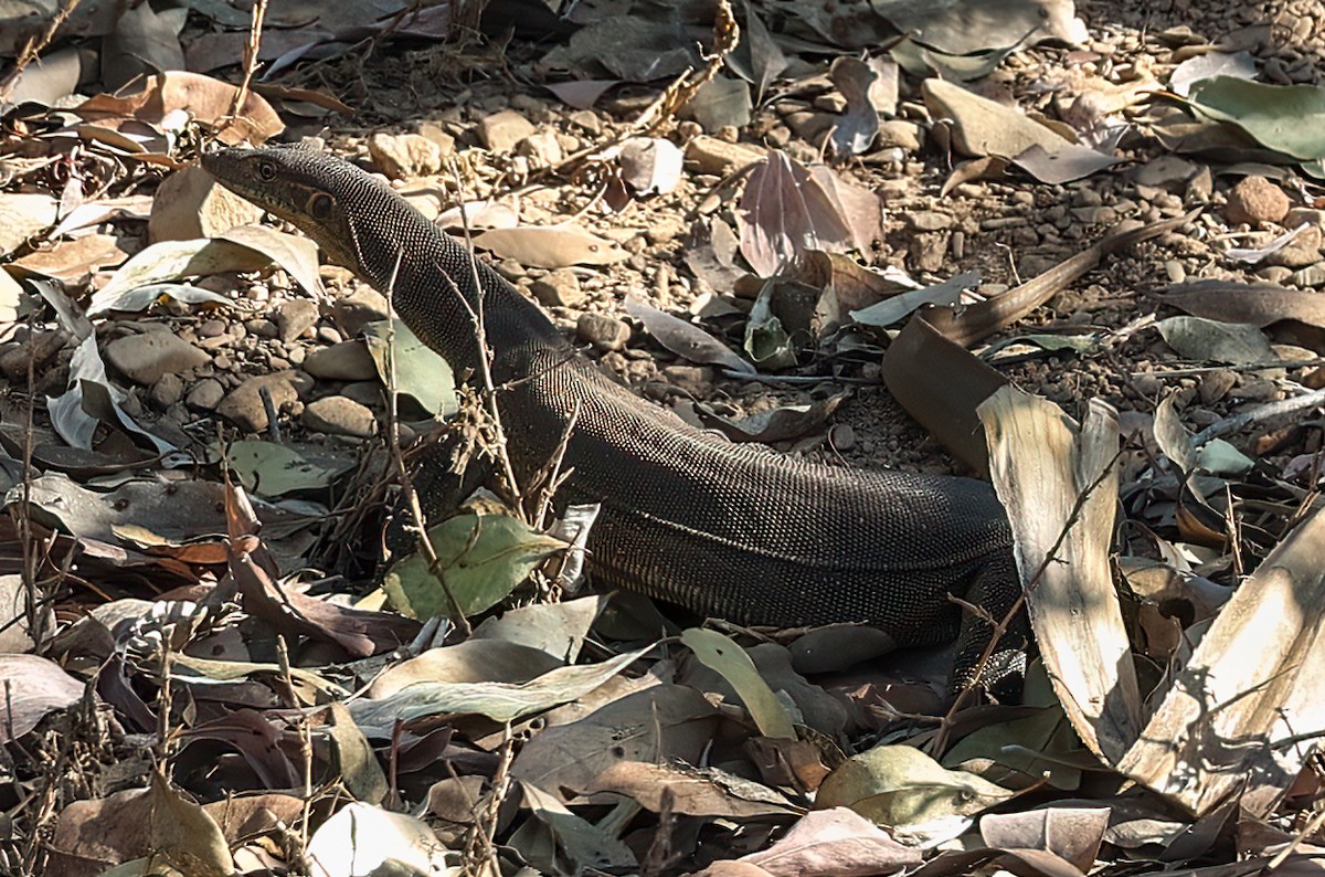 Mertens' Water Monitor - ML645895532