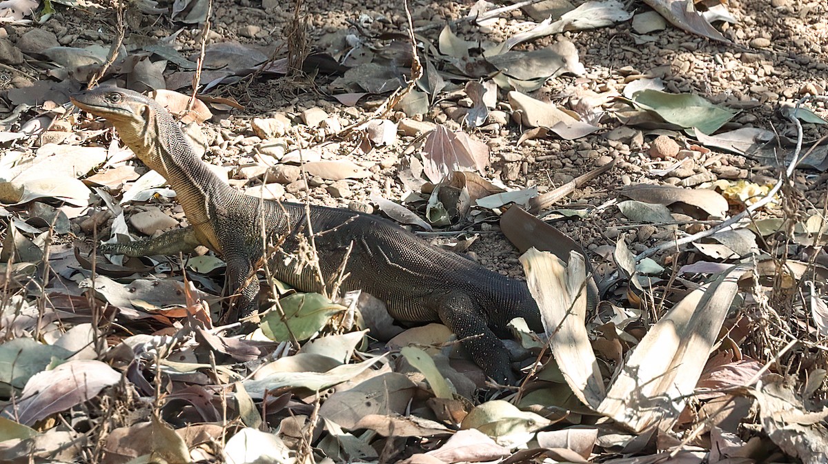Mertens' Water Monitor - ML645895533