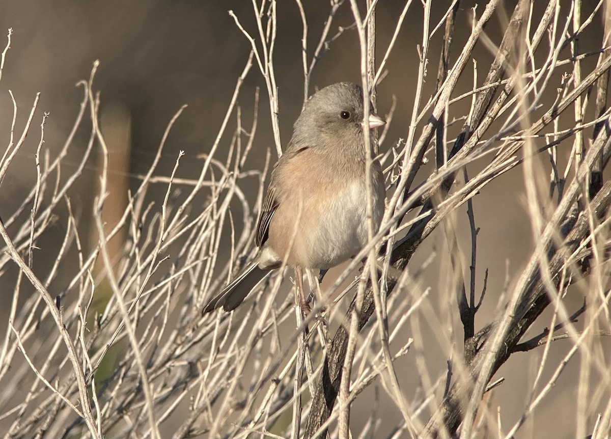 Dark-eyed Junco - ML645895537