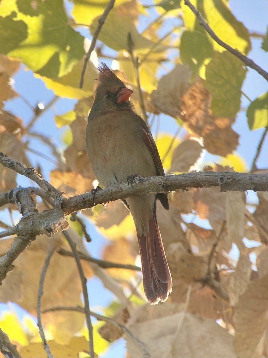 Northern Cardinal - ML645895543