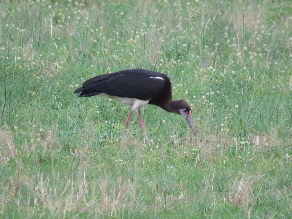 Abdim's Stork - ML645895554