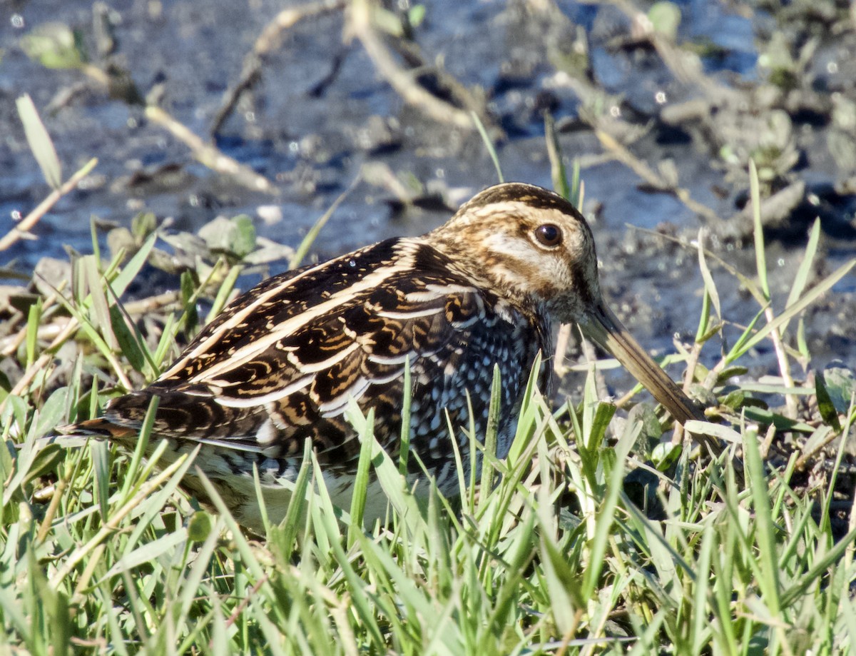 Wilson's Snipe - ML645895555