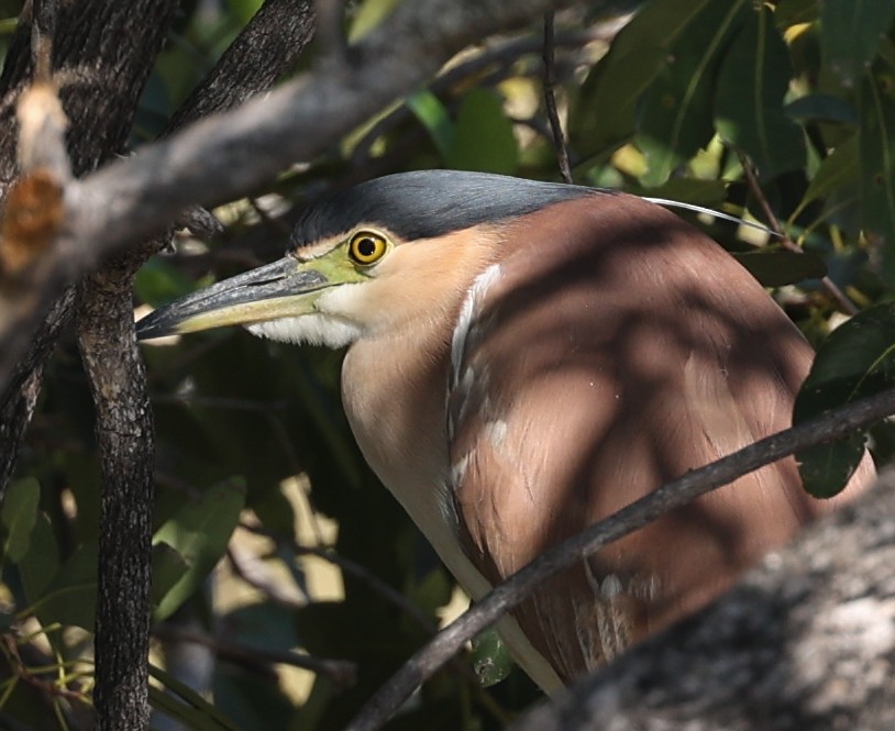 Nankeen Night Heron - ML645895561