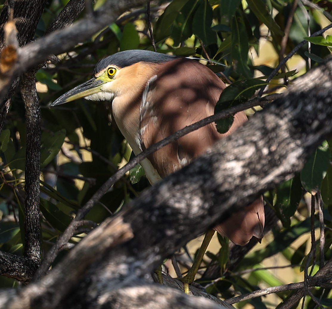 Nankeen Night Heron - ML645895562