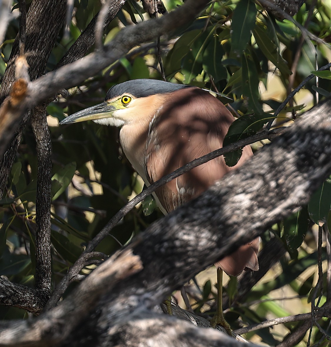 Nankeen Night Heron - ML645895563