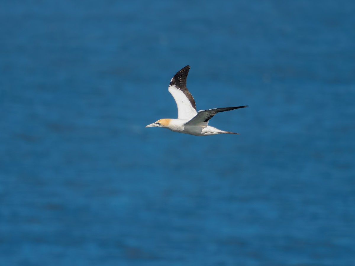 terej australský - ML645895564