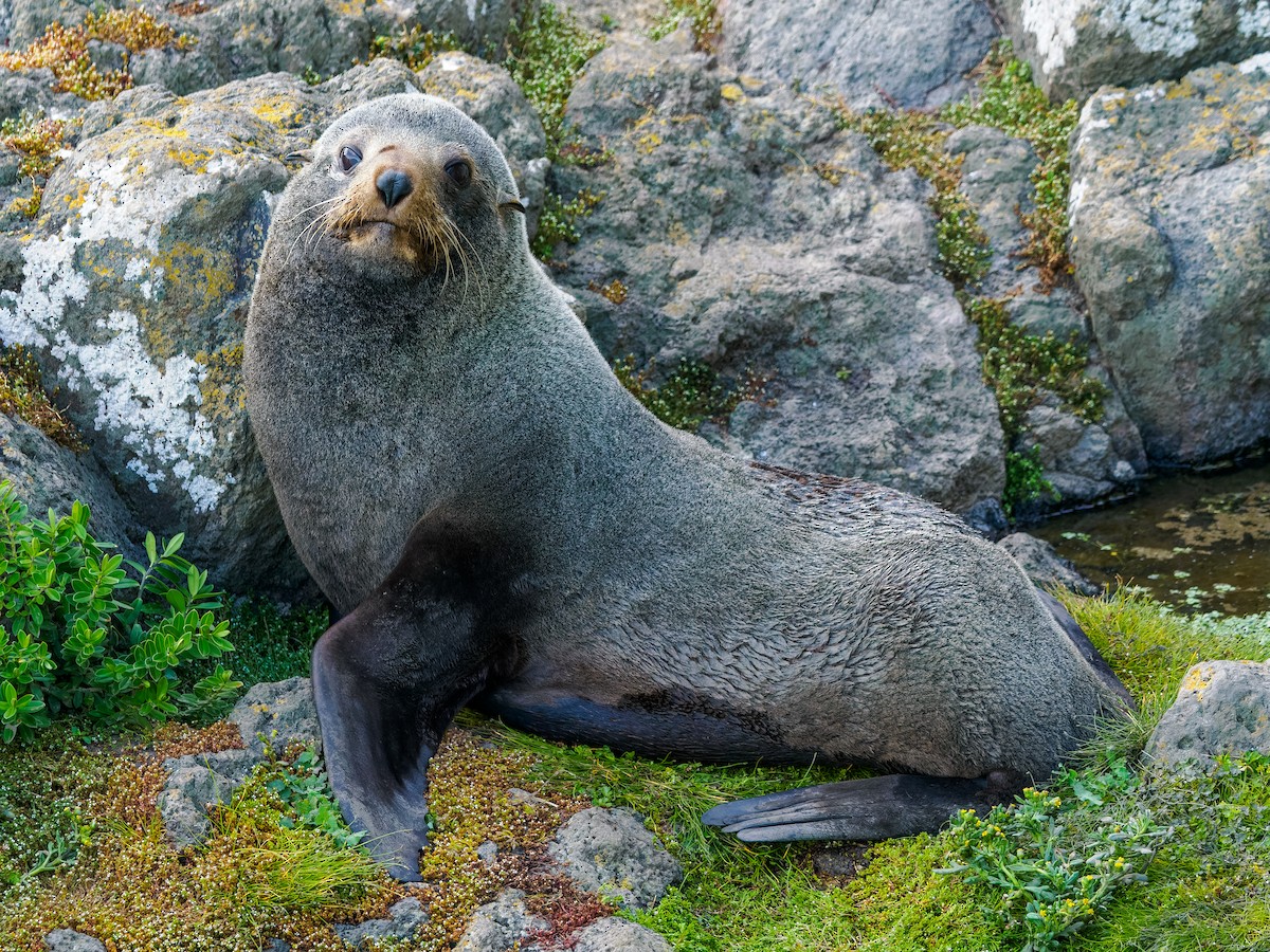 Mammals - ML645895568