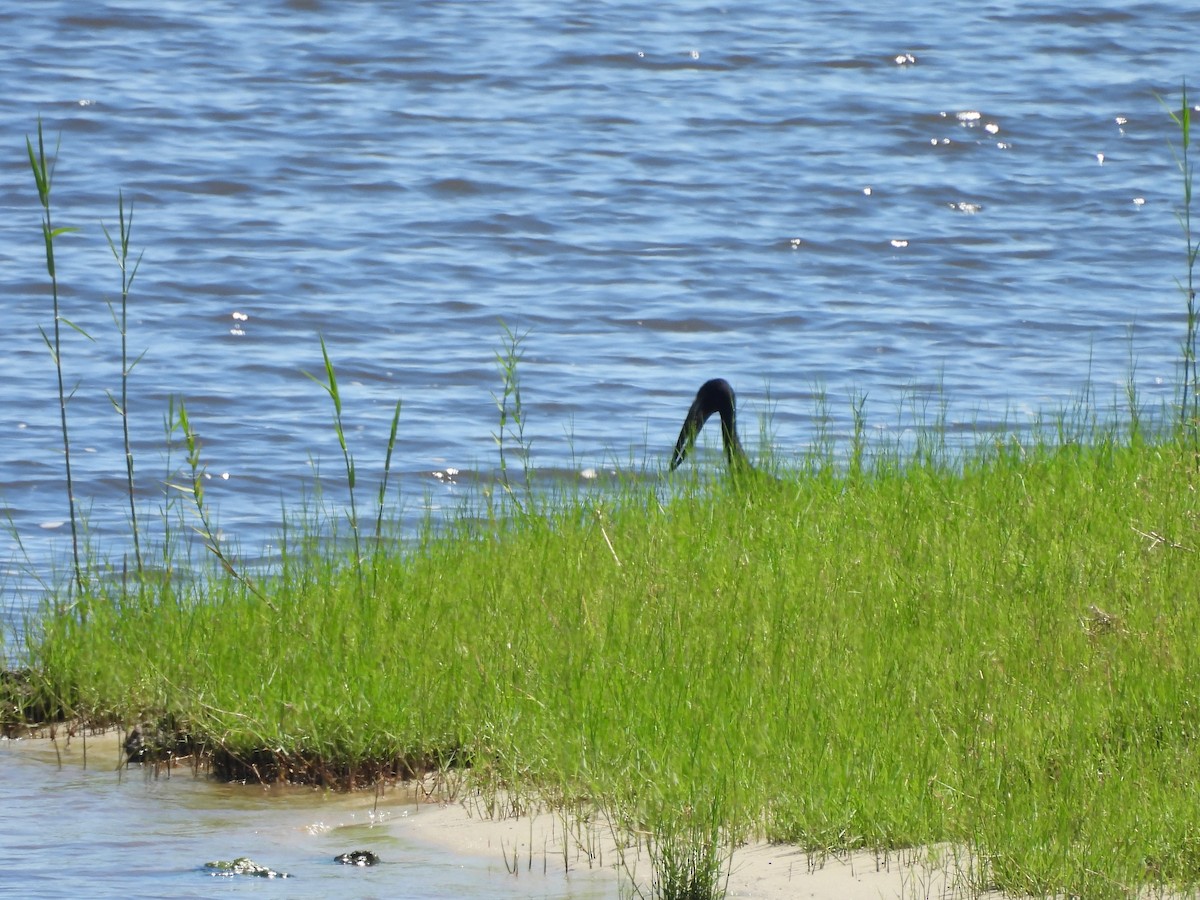 African Openbill - ML645895572