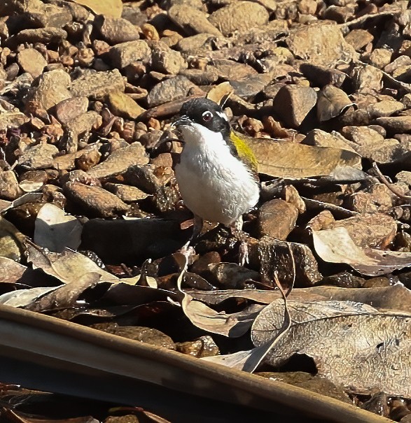 White-throated Honeyeater - ML645895586