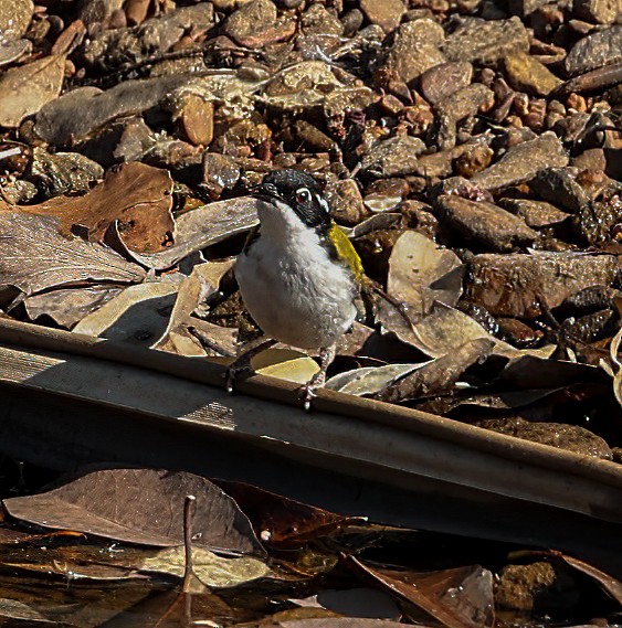 White-throated Honeyeater - ML645895587