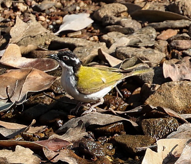 White-throated Honeyeater - ML645895588