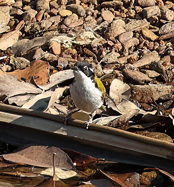White-throated Honeyeater - ML645895589