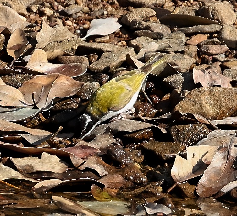 White-throated Honeyeater - ML645895590