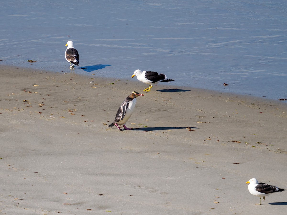 tučňák žlutooký - ML645895592