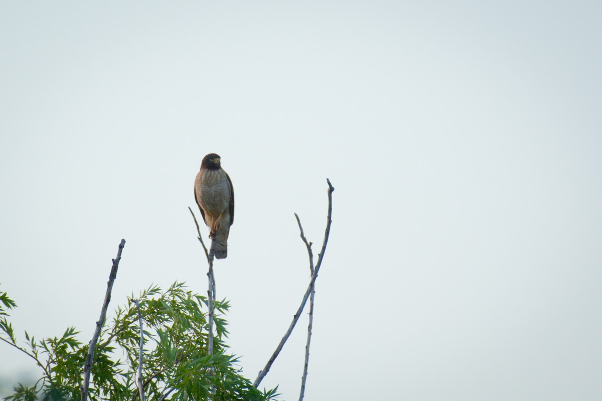 Roadside Hawk - ML645895606