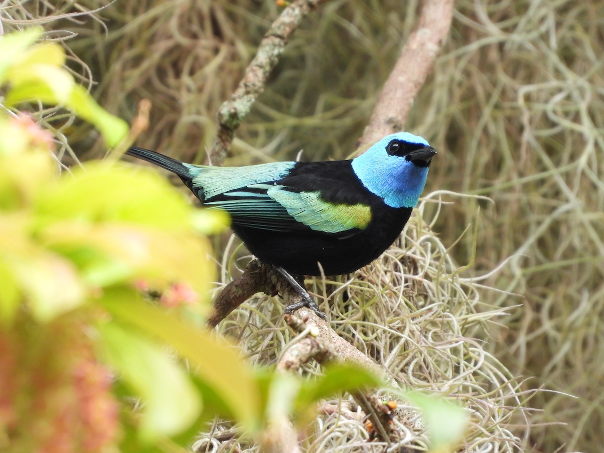 Лазурноголовая танагра - ML645895608