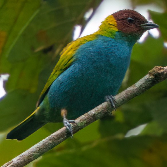 Bay-headed Tanager - ML645895612
