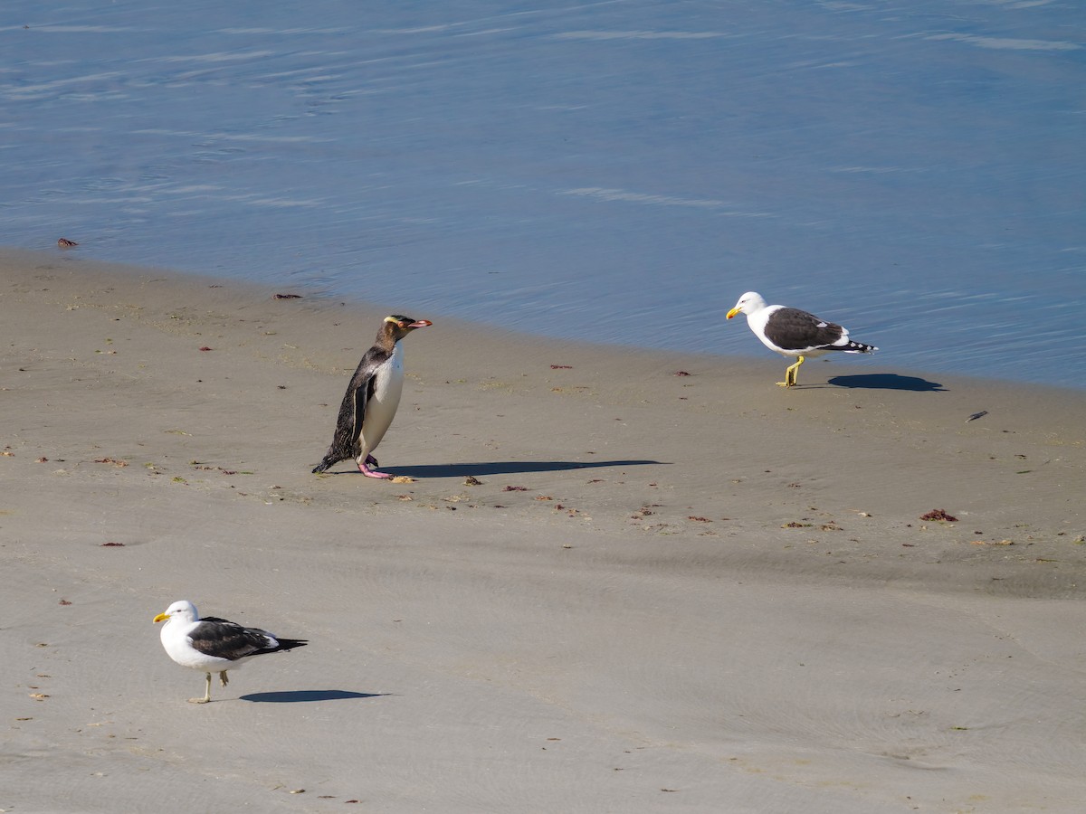 tučňák žlutooký - ML645895620