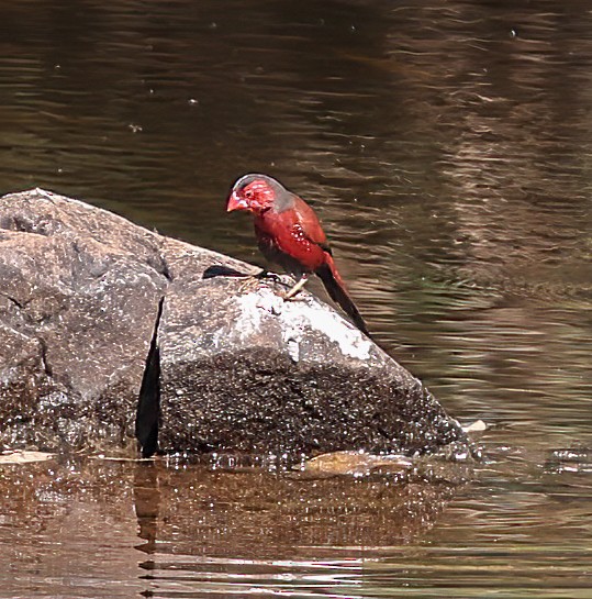 Crimson Finch (Black-bellied) - ML645895624