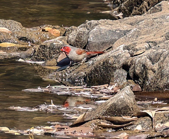 Crimson Finch (Black-bellied) - ML645895625