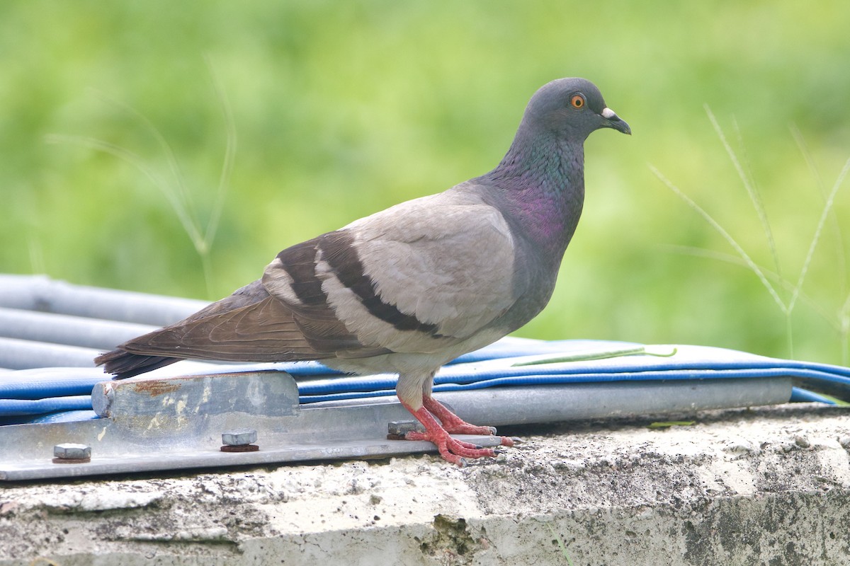 Piccione domestico - ML645895630