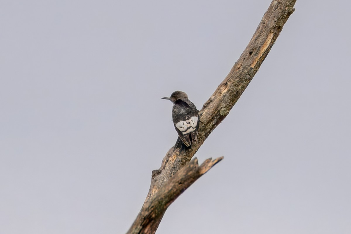 datel červenohlavý - ML645895631