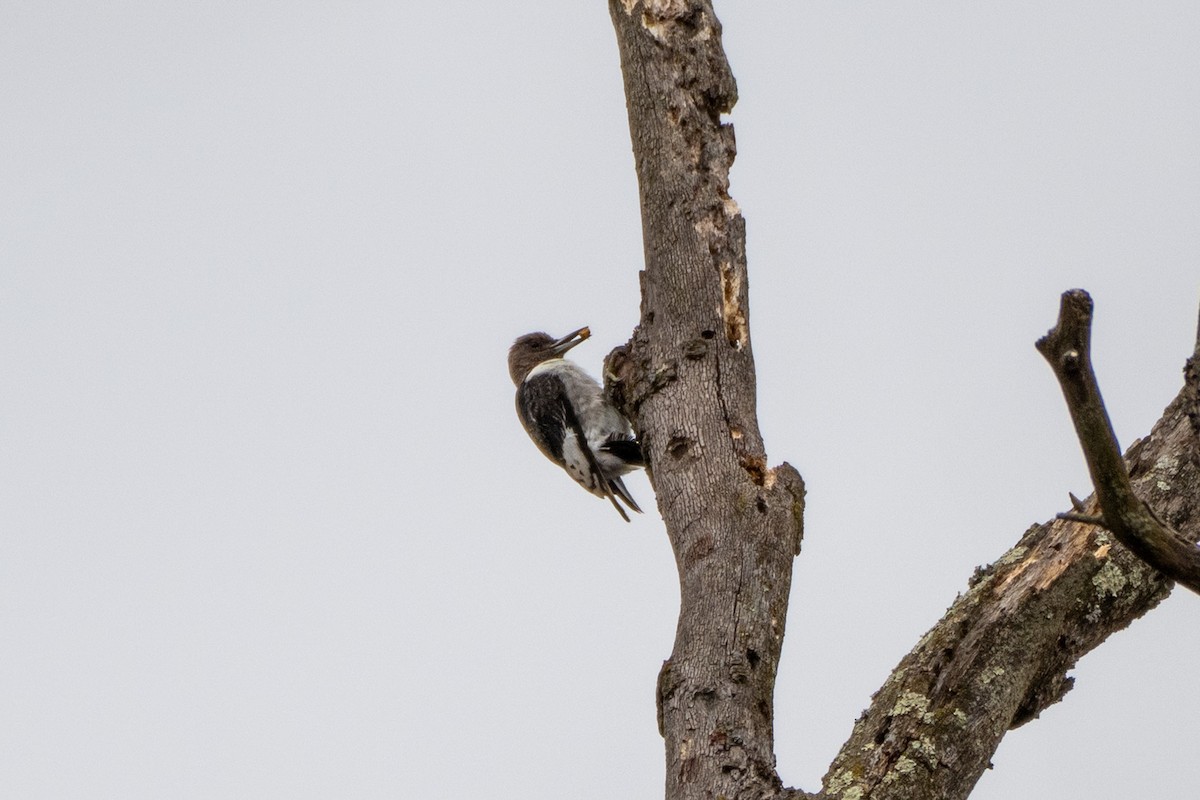 datel červenohlavý - ML645895632