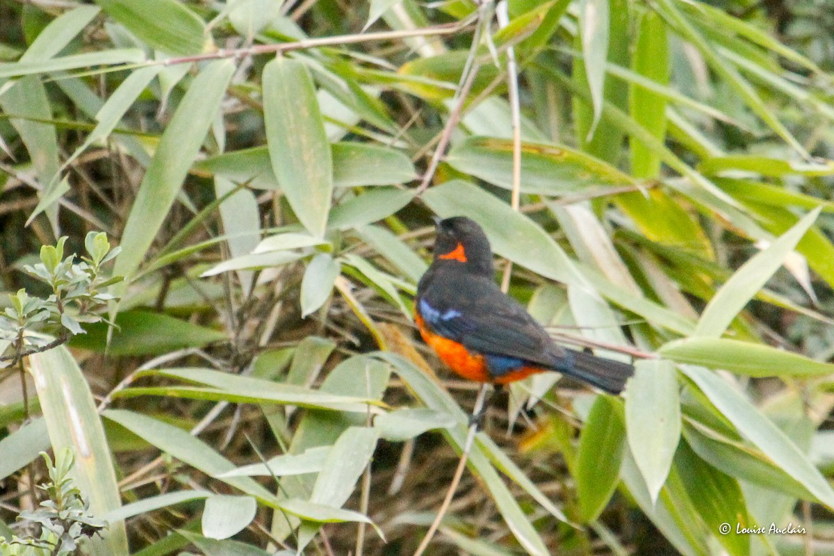 Scarlet-bellied Mountain Tanager - ML645895634