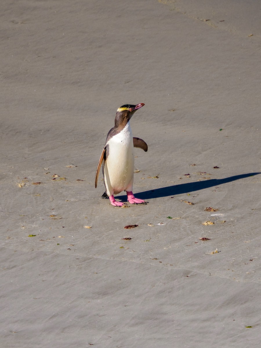 tučňák žlutooký - ML645895637