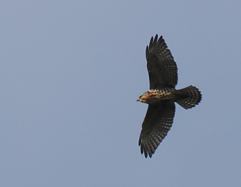 káně širokokřídlá - ML645895638