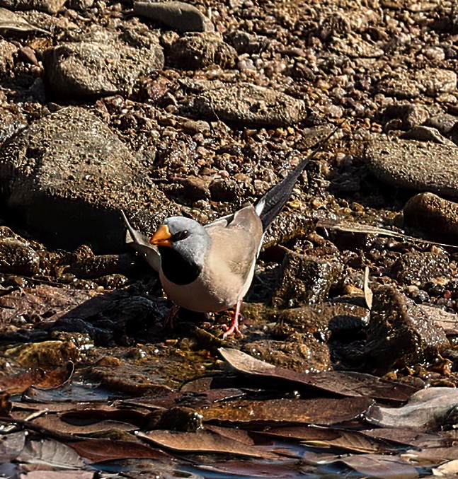 Long-tailed Finch - ML645895641