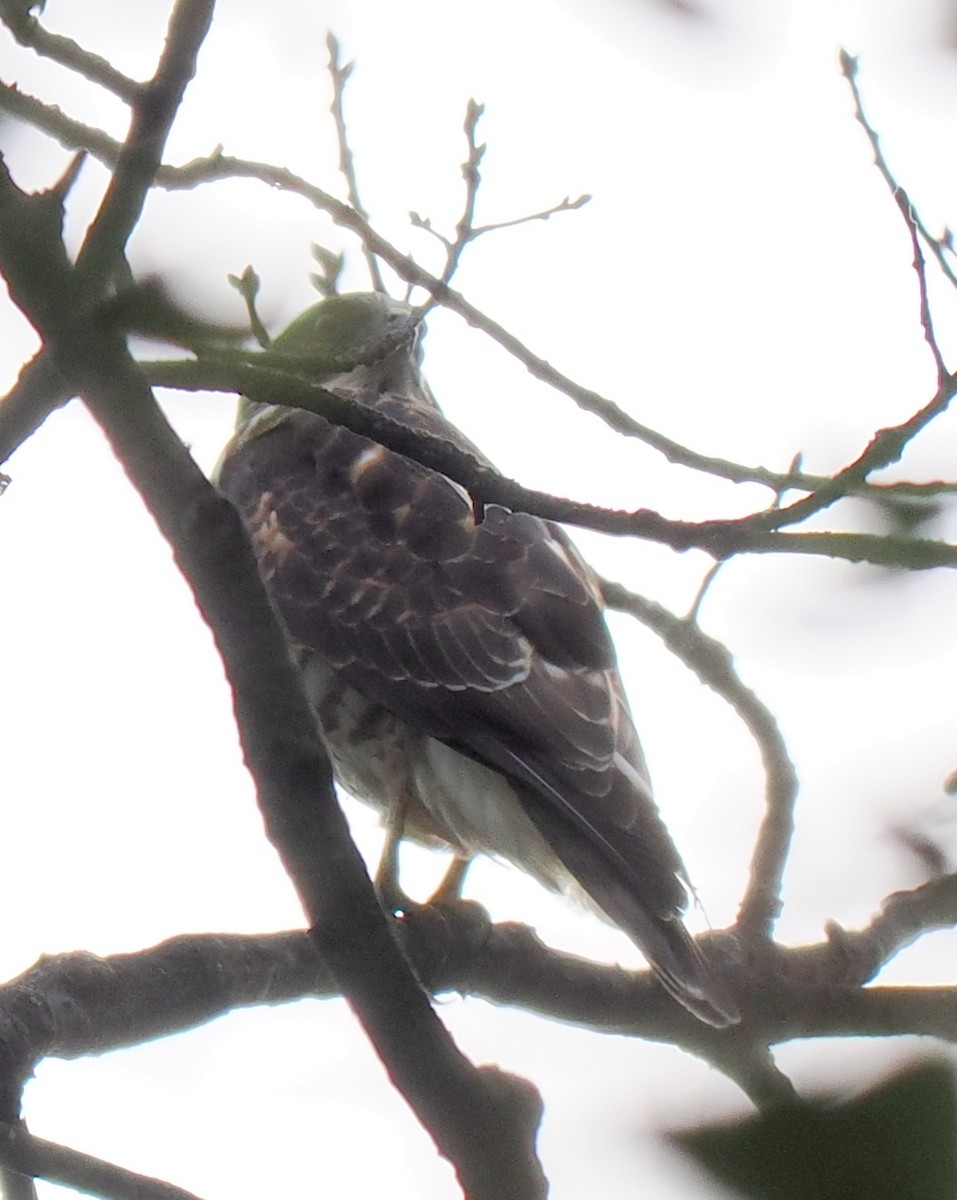 Buteo sp. - ML645895644