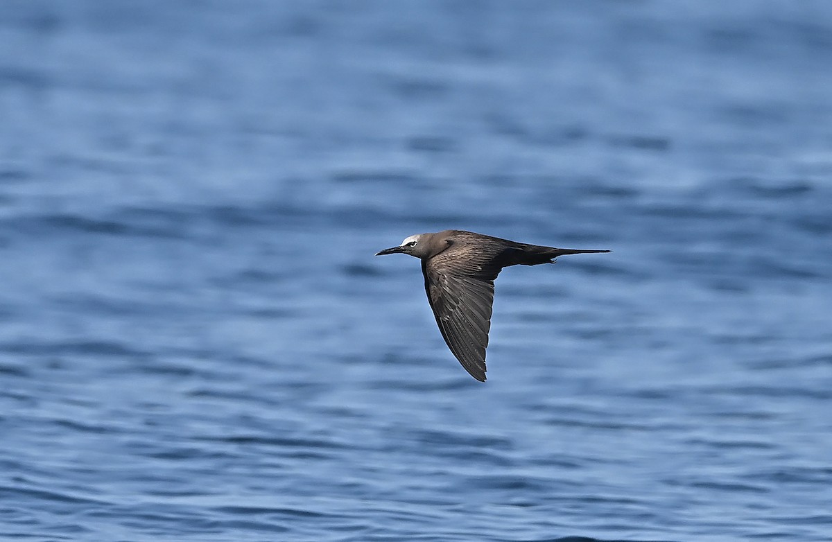 玄燕鷗 - ML645895646