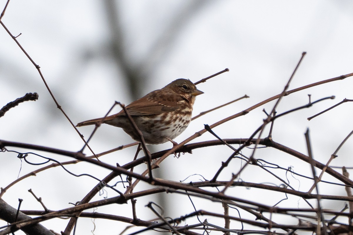 strnadec kaštanový (ssp. iliaca/zaboria) - ML645895647